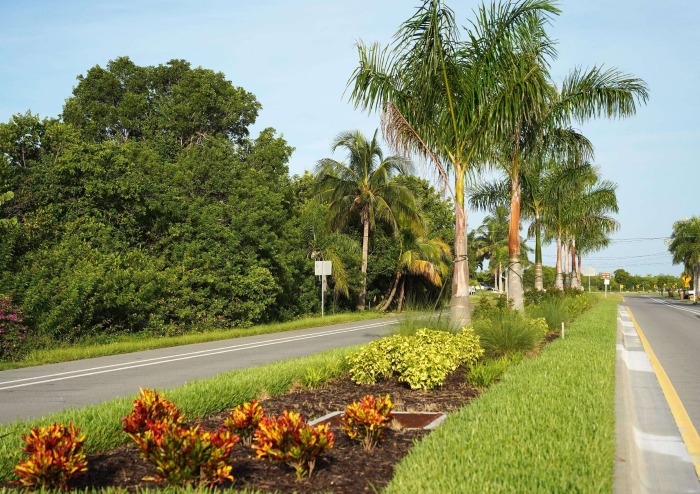 Street-level photo of a street median on a sunny day with decorative landscaping